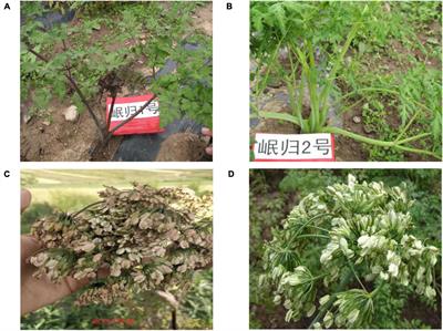 Physiological and Biochemical Responses, and Comparative Transcriptome Profiling of Two Angelica sinensis Cultivars Under Enhanced Ultraviolet-B Radiation